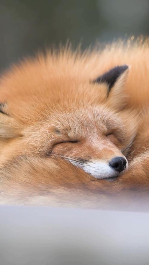 狐狐