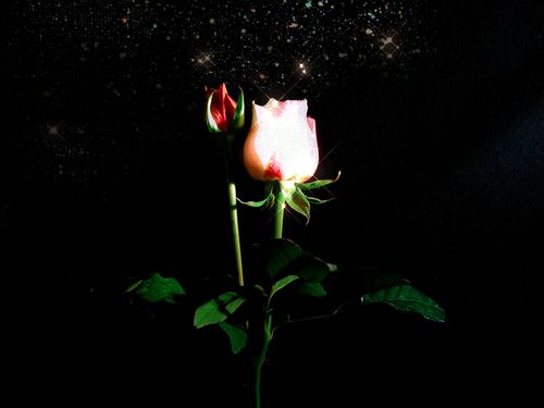 玫瑰之夜的相关图片