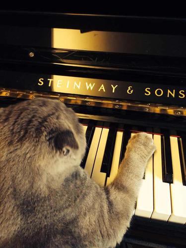 钢琴猫的相关图片